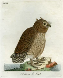 Sowa Hutum, 1821 (rycina ręcznie kolorowana)