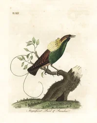 Wspaniały rajski ptak, Diphyllodes magnificus (Paradisea magnifica). Ręcznie kolorowany miedzioryt narysowany i grawerowany przez Johna Lathama z jego własnej A General History of Birds, Winchester