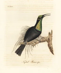 Wspaniały strzelec , Ptiloris magnificus ( Promerops czubaty ). Narysowany z okazu w Bullock