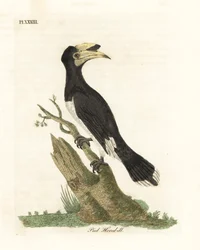 Dzioborożec malabarski, Anthracoceros coronatus (dzioborożec żałobny, Buceros malabaricus). Ręcznie kolorowany miedzioryt narysowany i grawerowany przez Johna Lathama z jego własnej A General History of Birds, Winchester