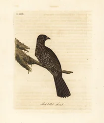 Nowa Zelandia Wyspa Południowa piopio, Turnagra capensis. Wyginąć. (drozd grubodzioby, Turdus crassirostris.) Ręcznie barwiony miedzioryt narysowany i grawerowany przez Johna Lathama z jego własnej A General History of Birds, Winchester