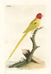Papuga oliwkowa lub żonkil, żonkil Aprosmictus (daffodil parrakeet, Psittacus narcissus). Ręcznie kolorowany miedzioryt narysowany i grawerowany przez Johna Lathama z jego własnej A General History of Birds, Winchester