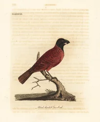 Grubodziób czerwono-czarny, Periporphyrus erythromelas. Bliski zagrożenia. (Grubodziób czarnogłowy, Loxia erythromelas.) Ręcznie kolorowana rycina miedziorytnicza, rysowana i rytowana przez Johna Lathama z jego własnej A General History of Birds