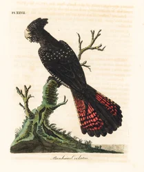 Żałobnica rudosterna, Calyptorhynchus banksii (kakadu Banksa, Psittacus banksii). Ręcznie kolorowana płyta miedziorytnicza, narysowana i wyryta przez Johna Lathama na podstawie jego własnego dzieła A General History of Birds, Winchester