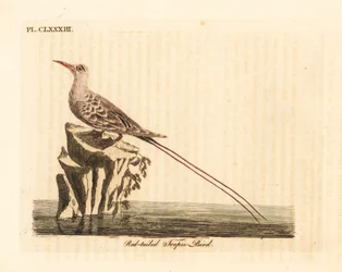 Faeton czerwonosterny, Phaethon rubricauda (Phaeton phoenicurus). Ręcznie kolorowana rycina miedziorytnicza, narysowana i wyryta przez Johna Lathama do jego własnego dzieła A General History of Birds, Winchester