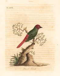 Dziwonia rdzawoszyja, Eritrea psittacea (Dzwoń papuga, Fringilla psittacea). Ręcznie kolorowany miedzioryt narysowany i grawerowany przez Johna Lathama z jego własnej A General History of Birds, Winchester