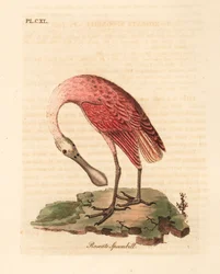 Warzęcha różowa, Platalea ajaja. Ręcznie kolorowany miedzioryt narysowany i grawerowany przez Johna Lathama z jego własnej A General History of Birds, Winchester