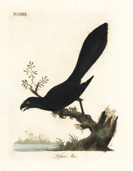 Gładkodzikie ani lub mniejsze ani, Crotophaga ani. Ręcznie kolorowany miedzioryt narysowany i grawerowany przez Johna Lathama z jego własnej A General History of Birds, Winchester