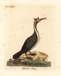 Kormoran nakrapiany lub parekareka, Phalacrocorax punctatus (Pelecanus punctatus). Ręcznie kolorowany miedzioryt narysowany i wyrytowany przez Johna Lathama na podstawie jego własnego dzieła „A General History of Birds”, Winchester