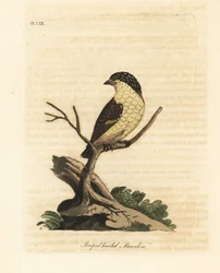 Pardalota prążkowana, Pardalotus striatus (Manakin pręgowany, Pipra striata). Ręcznie kolorowany miedzioryt narysowany i grawerowany przez Johna Lathama z jego własnej A General History of Birds, Winchester