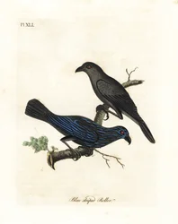 Szpak prążkowany, Aplonis striata (Wałek błękitno pręgowany, Coracias striata). Ręcznie kolorowany miedzioryt narysowany i grawerowany przez Johna Lathama z jego własnej A General History of Birds, Winchester