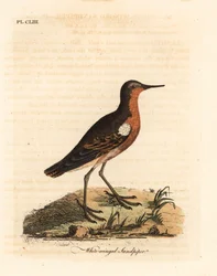 Brodzik tahitański, Prosobonia leucoptera. Wyginąć. (Biastoskrzydłaty, Tringa leucoptera.) Ręcznie barwiony miedzioryt narysowany i grawerowany przez Johna Lathama z jego własnej A General History of Birds, Winchester