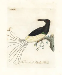 Dwunastoprzewodowy ptak rajski, Seleucidis melanoleucus (Paradisea nigricans). Ręcznie kolorowany miedzioryt narysowany i grawerowany przez Johna Lathama z jego własnej A General History of Birds, Winchester
