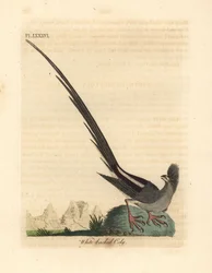 Mysz białogrzbiety, Colius colius (coli białogrzbiety, Colius leuconotus). Ręcznie kolorowany miedzioryt narysowany i grawerowany przez Johna Lathama z jego własnej A General History of Birds, Winchester