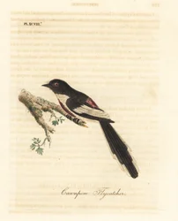 Minivet białobrzuchy, Pericrocotus erythropygius (muchołówka cawnpore). Indie. Ręcznie kolorowany miedzioryt narysowany i grawerowany przez Johna Lathama z jego własnej A General History of Birds, Winchester