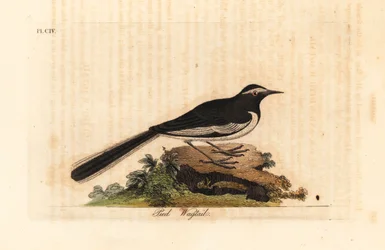 Pliszka białobrewa, złota pliszka szeroka, Motacilla maderaspatensis. (Pliszka stóp Indii). Ręcznie kolorowany miedzioryt narysowany i grawerowany przez Johna Lathama z jego własnej A General History of Birds, Winchester