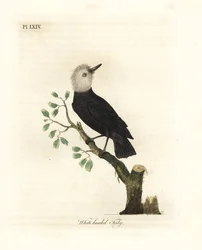 Białogłowy tyran bagienny, Arundinicola leucocephala (Tody białogłowa, Todus leucocephalus). Ręcznie kolorowany miedzioryt narysowany i grawerowany przez Johna Lathama z jego własnej A General History of Birds, Winchester