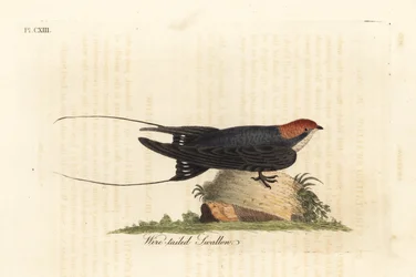 Jaskółka rdzawogłowa, Hirundo smithii. Ręcznie kolorowana płyta miedziorytnicza, narysowana i wyryta przez Johna Lathama na podstawie jego własnego dzieła A General History of Birds, Winchester