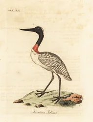 Drewno, Mycteria americana (amerykański jabiru). Ręcznie kolorowany miedzioryt narysowany i grawerowany przez Johna Lathama z jego własnej A General History of Birds, Winchester