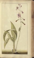 Strona z „Elegancies of Jamaica”