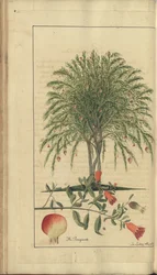 Strona z „Elegancies of Jamaica”
