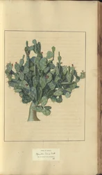 Strona z „Elegancies of Jamaica”, 253