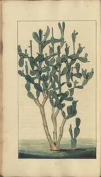 Strona z „Elegancies of Jamaica”, 258