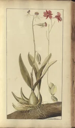Strona z „Elegancies of Jamaica”, 273