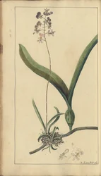 Strona z „Elegancies of Jamaica”, 282