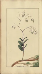 Strona z „Elegancies of Jamaica”, 288