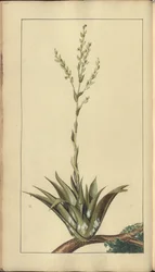 Strona z „Elegancies of Jamaica”, 306