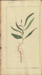 Strona z „Elegancies of Jamaica”, 354