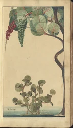 Strona z „Elegancies of Jamaica”, 36
