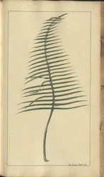 Strona z „Elegancies of Jamaica”, 373