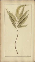 Strona z „Elegancies of Jamaica”, 376