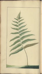 Strona z „Elegancies of Jamaica”, 382