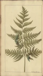 Strona z „Elegancies of Jamaica”, 388