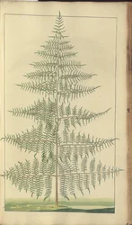 Strona z „Elegancies of Jamaica”, 391