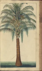 Strona z „Elegancies of Jamaica”, 403