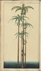 Strona z „Elegancies of Jamaica”, 420
