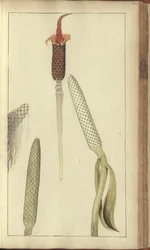 Strona z „Elegancies of Jamaica”, 423