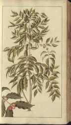 Strona z „Elegancies of Jamaica”, 42