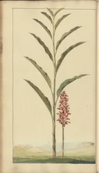 Strona z „Elegancies of Jamaica”, 442