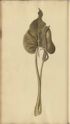 Strona z „Elegancies of Jamaica”, 464