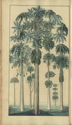 Strona z „Elegancies of Jamaica”, 47