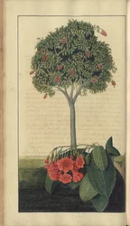 Strona z „Elegancies of Jamaica”, 83
