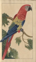 Strona z „Elegancies of Jamaica”, tom V