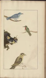 Strona z „Elegancies of Jamaica”, tom V, 21