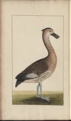 Strona z „Elegancies of Jamaica”, tom V, 5