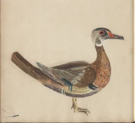 Strona z „Elegancies of Jamaica”, tom V, 9